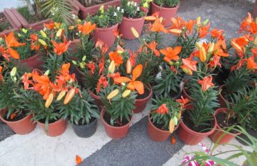 Shalinis Pots and Indoor Plants