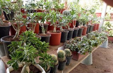 Aswatha Vriksha Bonsai Plants