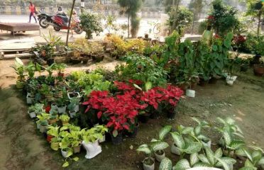 Ankit Nursery