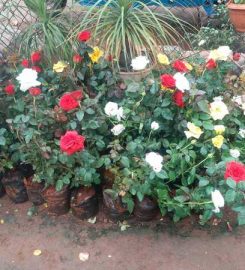 Devi Sridevi Nursery Garden and Landscapers