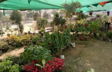 Aman Nursery