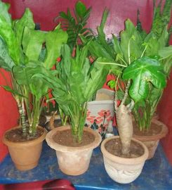 Shalinis Pots and Indoor Plants