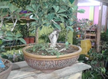Aswatha Vriksha Bonsai Plants