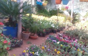 Dhani Nath Ji Plant Nursery