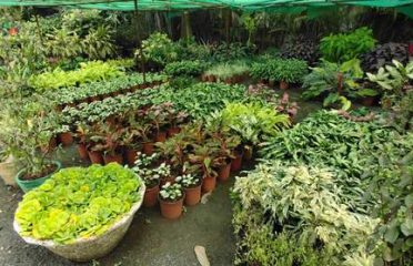 Sri Sai Durga Nursery Gardens