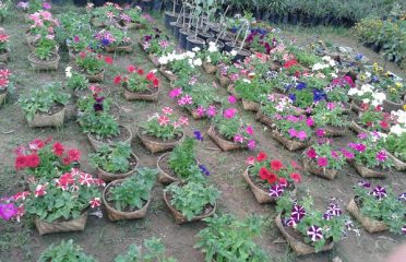 Bharat Nursery Farm and Garden