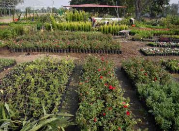 India Gardening Nursery