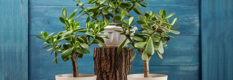 Buy Jade plant online